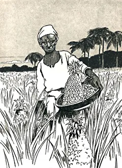Gathering Pineapples, 1912. Artist: Charles Robinson