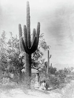 Carrying On Head Collection: Gathering saguaro fruit, 1907, c1907. Creator: Edward Sheriff Curtis