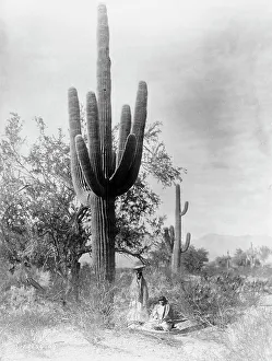 Fruit Picking Prints: Gathering saguaro fruit, 1907, c1907. Creator: Edward Sheriff Curtis