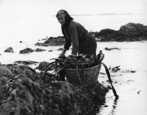 Boxall Prints: Gathering seaweed, Portugal, c1960s