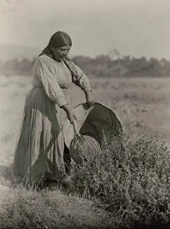 Seed Prints: Gathering Seeds-Coast Pomo, c1924. Creator: Edward Sheriff Curtis