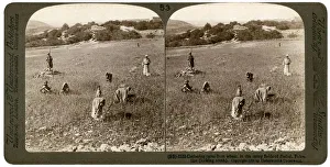 Reaping Prints: Gathering tares from wheat in the stony fields of Bethel (Baytin)