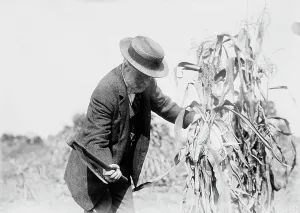 Corn Prints: Gaynor in the cornfields, St. James, L.I. 1910. Creator: Bain News Service