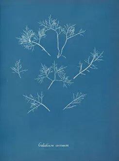 Blueprint Gallery: Gelidium corneum, ca. 1853. Creator: Anna Atkins