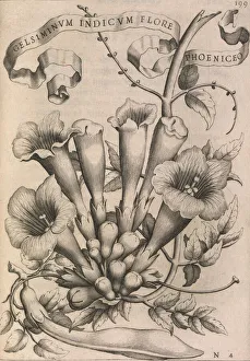 Latin Collection: Gelsiminvm indicvm flore phoeniceo, 1633. Creator: Johann Friedrich Greuter