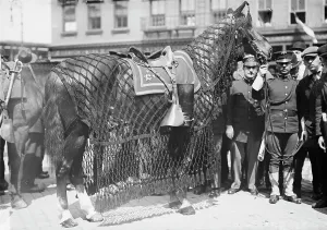 Absence Prints: Gen. Grant's horse, 1912. Creator: Bain News Service