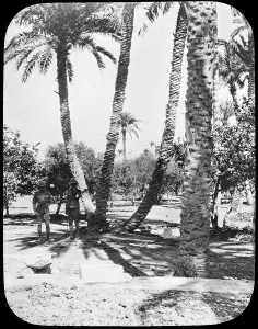 Charles George Prints: General Gordons Garden, Khartoum, Sudan, c1890. Artist: Newton & Co