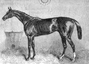 Race Horse Prints: General Peel, the winner of the Two Thousand Guineas at the Newmarket Spring Meeting