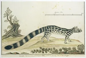 Measurements Prints: Genetta tigrina (Cape genet), 1777-1786. Creator: Robert Jacob Gordon