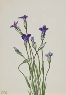 Pretty Gallery: Gentian (Gentiana holopetala), 1936. Creator: Mary Vaux Walcott