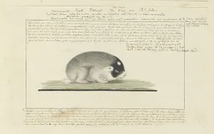 Crouching Prints: Georychus capensis (Cape mole-rat), 1777. Creator: Robert Jacob Gordon