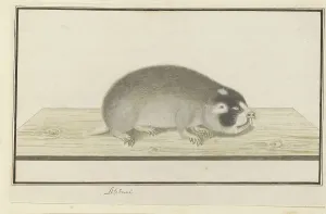 Plotting Prints: Georychus capensis (Cape mole-rat), 1777-1780. Creator: Robert Jacob Gordon