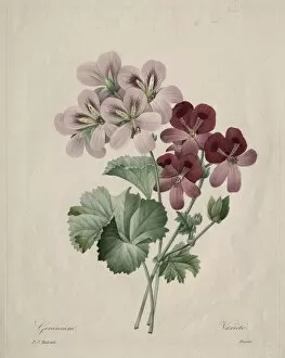 1766 1853 Gallery: Geranium, 1827. Creator: Henry Joseph Redoute (French, 1766-1853)