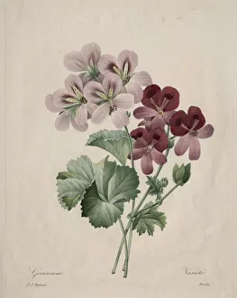1766 1853 Prints: Geranium, 1827. Creator: Henry Joseph Redoute (French, 1766-1853)