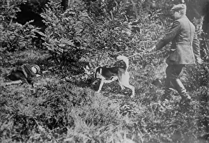 Searching Prints: German Red Cross dog seeking wounded, between 1914 and c1915. Creator: Bain News Service