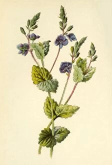 Herbal Medicine Gallery: Germander Speedwell, 1877. Creator: Frederick Edward Hulme