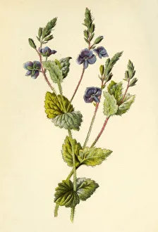 Purple Prints: Germander Speedwell, 1877. Creator: Frederick Edward Hulme