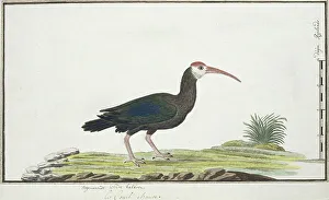 Measurements Prints: Geronticus calvus (Southern bald ibis), c.1778. Creator: Robert Jacob Gordon