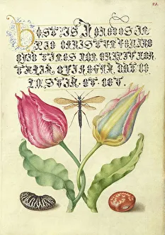 Bean Prints: Gesner'sTulip, Ichneumon Fly