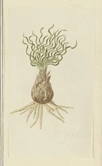 Root Prints: Gethyllis afra L (Kukukmakranka), 1777-1786. Creator: Robert Jacob Gordon