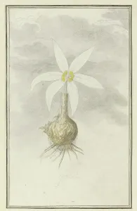 Purity Prints: Gethyllis Afra L (Kukukmakranka), 1777-1786. Creator: Robert Jacob Gordon