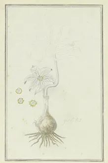 Root Prints: Gethyllis britteniana baker (Kukumakranka), 1777-1786. Creator: Robert Jacob Gordon