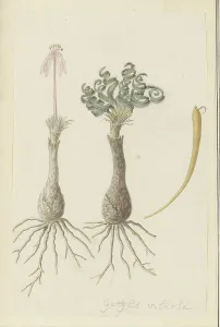 Spiral Prints: Gethyllis lanuginose Marloth [Gethyllis Villosa] (Kukumakranka)