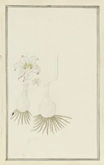 Root Prints: Gethyllis sp. (Kukumakranka), 1777-1786. Creator: Robert Jacob Gordon