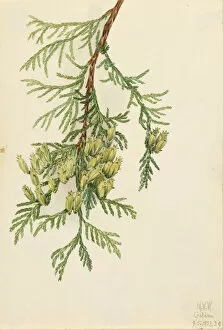 Stem Gallery: Giant Arborvitae (Thuja plicata), 1923. Creator: Mary Vaux Walcott