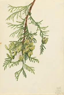 Cream Background Gallery: Giant Arborvitae (Thuja plicata), 1923. Creator: Mary Vaux Walcott