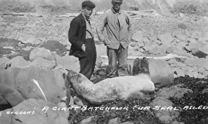 Nome Alaska United States Prints: A giant batchelor fur seal asleep, between c1900 and c1930. Creator: Unknown