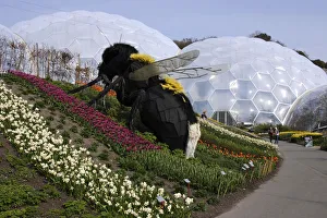 Cornish Gallery: Giant bumble bee sculpture, Eden Project, near St Austell, Cornwall