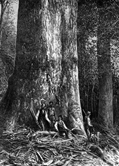 Graffiti Prints: Giant eucalyptus, Australia, 1886. Artist: Taylor