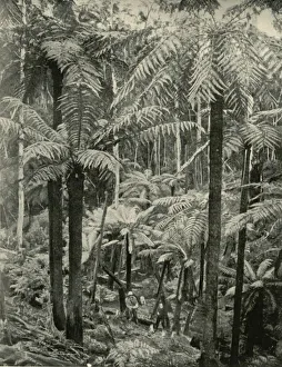 Tree Fern Prints: Giant Ferns at Gembrook, 1901. Creator: Unknown