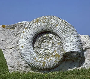 Giant fossil ammonite