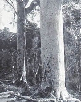 North Island Prints: Giant Kauri Tree, late 19th-early 20th century. Creator: Unknown