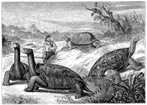 Darwin Prints: Giant Land Tortoises of the Galapagos Islands, 1884