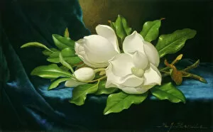 Images Dated 31st March 2021: Giant Magnolias on a Blue Velvet Cloth, c. 1890. Creator: Martin Johnson Heade