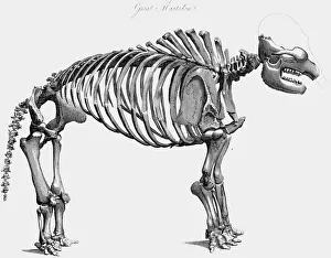 Paleontology Prints: Giant mastodon skeleton, 1830