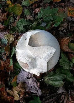 Tom Artin Prints: Giant Puff Ball. Creator: Tom Artin