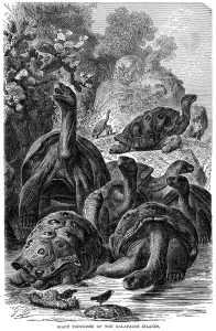 Giant tortoises of the Galapagos Islands which were observed by Darwin, 1894