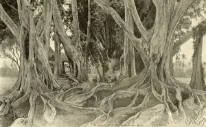 Tropical Prints: Giant trees in the botanical gardens, Peradeniya, Kandy, Ceylon, 1898