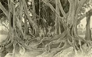 Sri Lankan Gallery: Giant trees in the botanical gardens, Peradeniya, Kandy, Ceylon, 1898