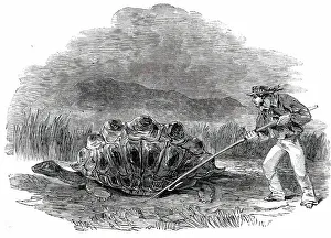 Enormous Prints: Gigantic Land Tortoise - a Present for Her Majesty, 1850. Creator: Unknown