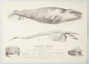 Enormous Prints: Gigantic Whale: The Greenland Whale (or Baloena Musculus), 1832. Creator: George Scharf