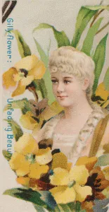 Duke W Sons Co Prints: Gilly-flower: Unfading Beauty, from the series Floral Beauties and Language of Flowers