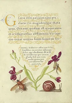 Snail Prints: Gillyflower, Mayfly, Fly, and Snail