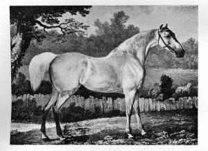 Paddock Prints: Gimcrack, 1760 -1777, (1911)