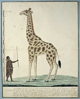 Watercolor Paint Prints: Giraffa camelopardalis (Giraffe), 1779. Creator: Robert Jacob Gordon