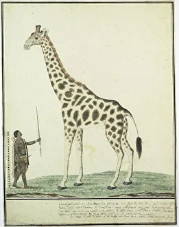 Sketchbook Prints: Giraffa camelopardalis (Giraffe), 1779. Creator: Robert Jacob Gordon